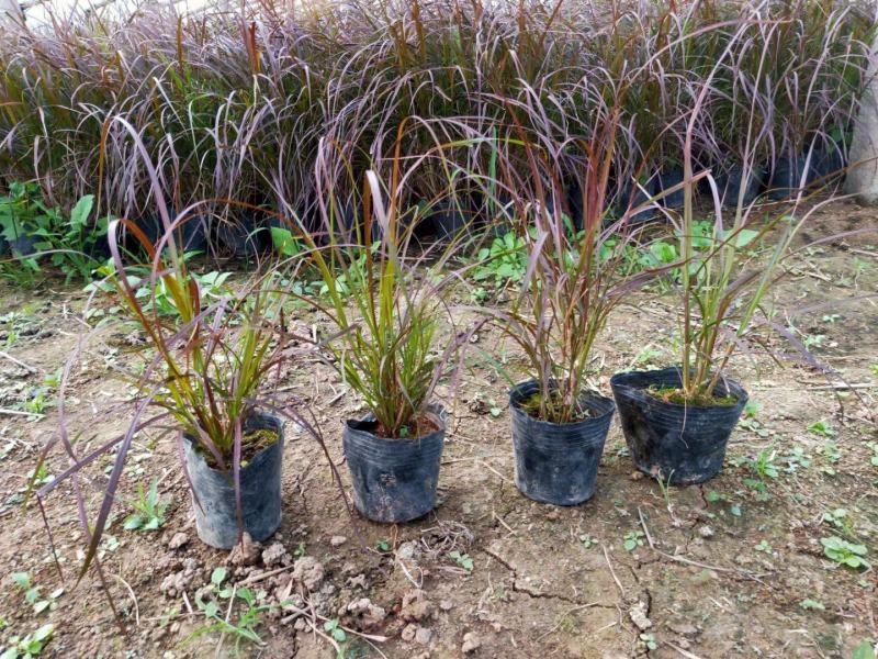 紫叶狼尾草自产自销紫叶狼尾草种植基地处理