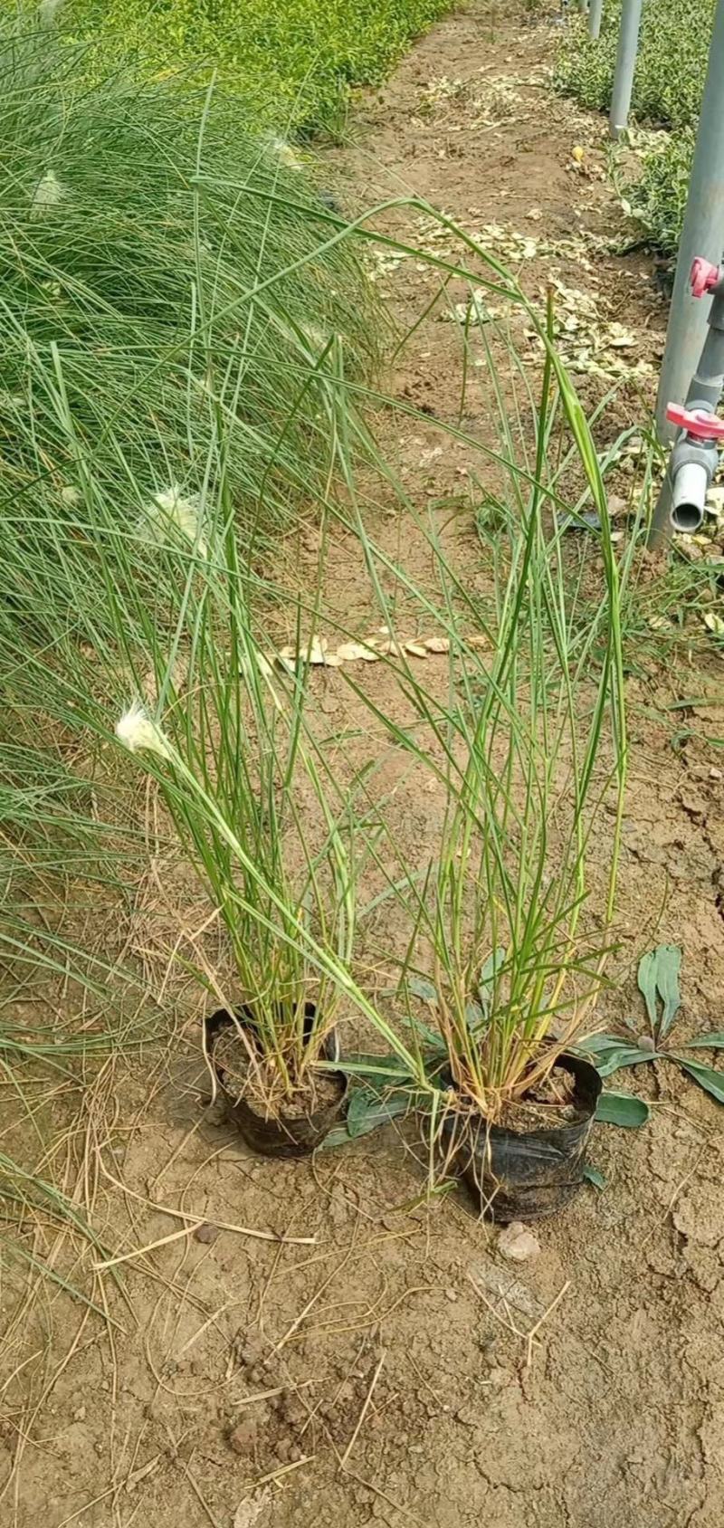 白美人狼尾草自产自销白美人狼尾草种植基地。300万