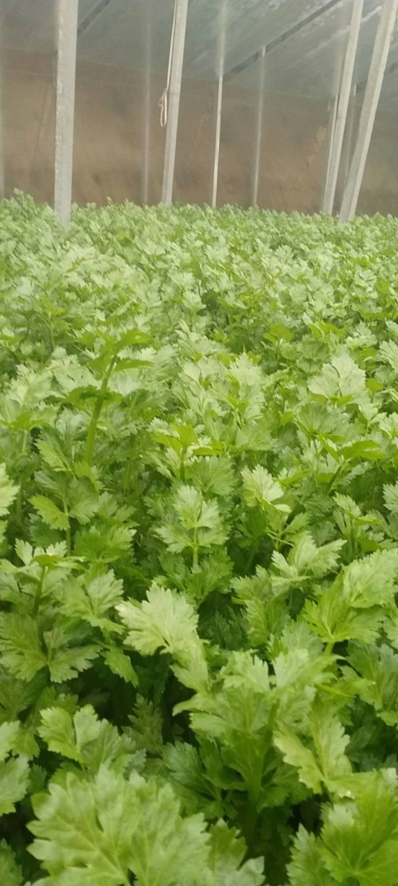 美国西芹60cm以上颜色好看，没有丝，口头脆