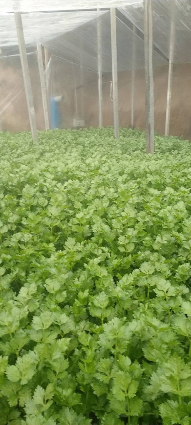 美国西芹60cm以上颜色好看，没有丝，口头脆