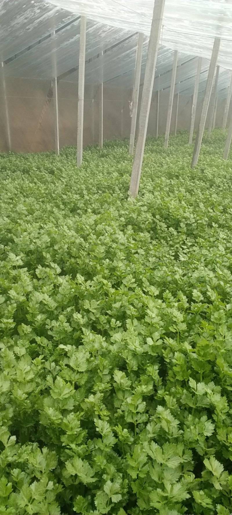 美国西芹60cm以上颜色好看，没有丝，口头脆