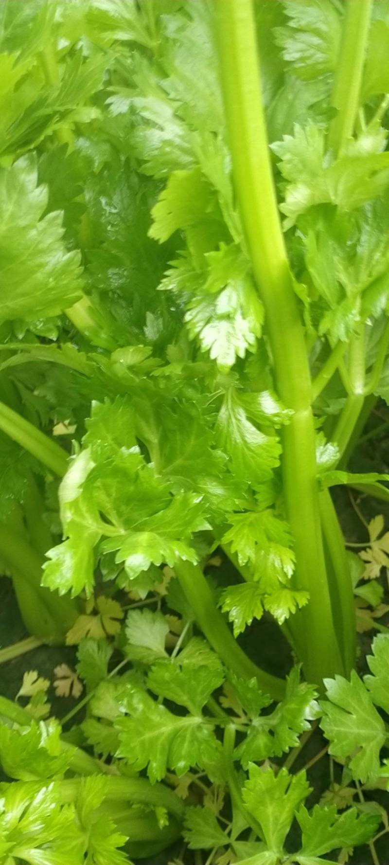 美国西芹60cm以上颜色好看，没有丝，口头脆