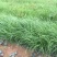 大布尼狼尾草农户直销大布尼狼尾草种植基地