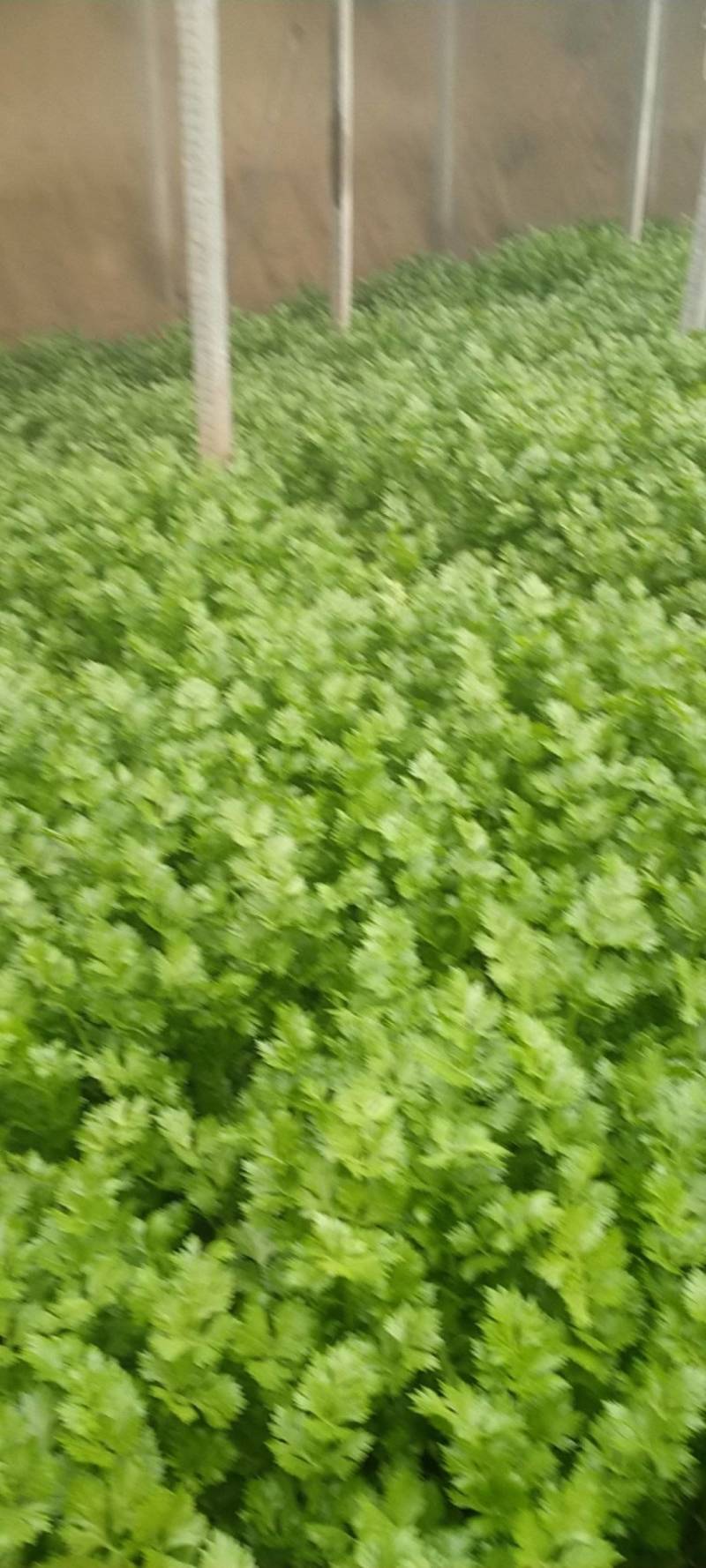 美国西芹60cm以上颜色好看，没有丝，口头脆