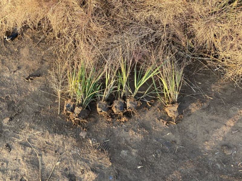 丽色画眉草自产自销丽色画眉草种植基地。300万处理。