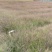 丽色画眉草自产自销丽色画眉草种植基地。300万处理。