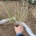 丽色画眉草自产自销丽色画眉草种植基地。300万处理。