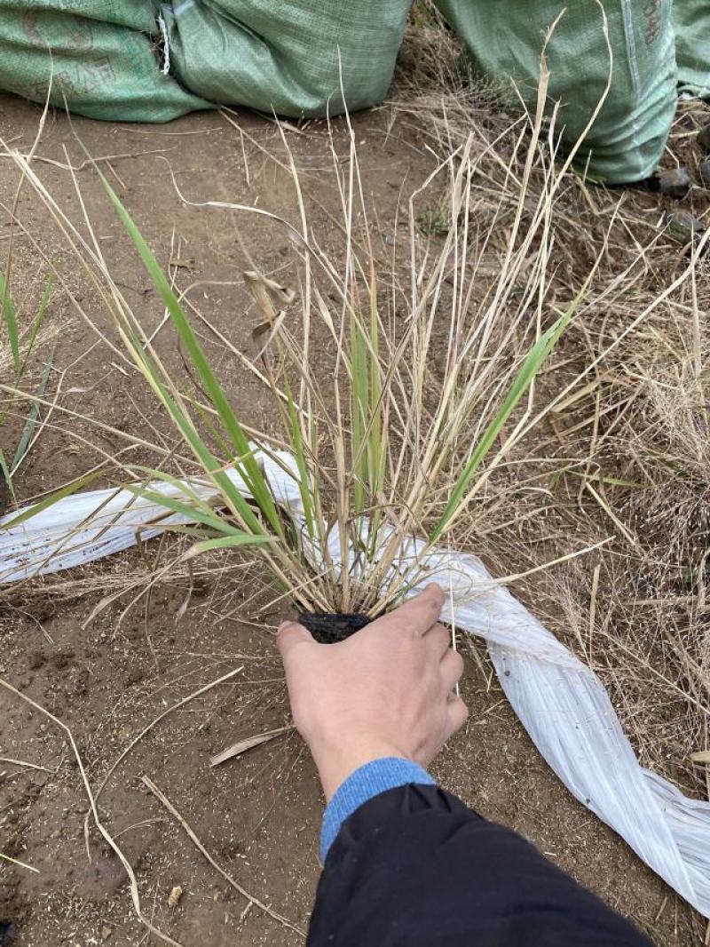 丽色画眉草自产自销丽色画眉草种植基地。300万处理。