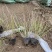 丽色画眉草自产自销丽色画眉草种植基地。300万处理。
