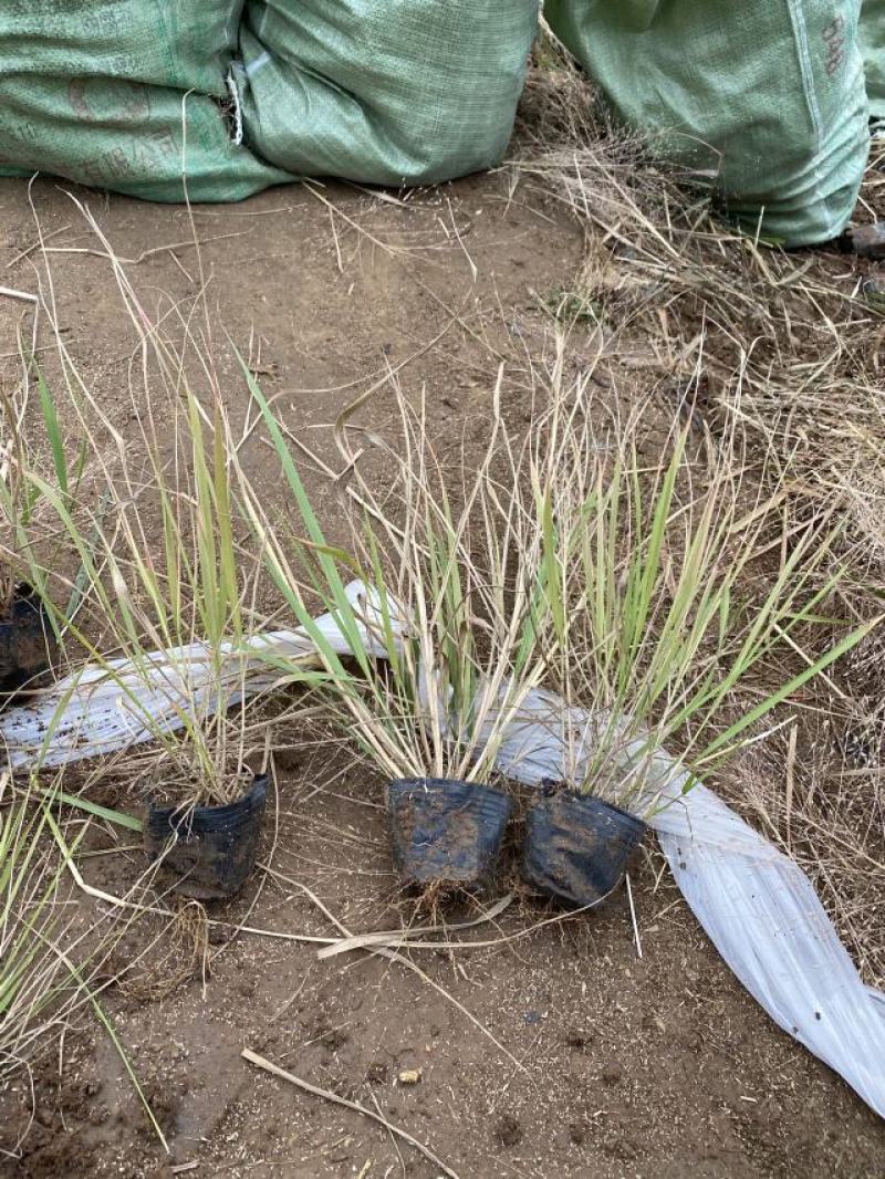 丽色画眉草自产自销丽色画眉草种植基地。300万处理。