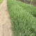 丽色画眉草自产自销丽色画眉草种植基地。300万处理。
