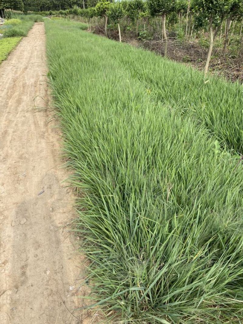 丽色画眉草自产自销丽色画眉草种植基地。300万处理。