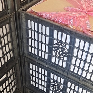 富士苹果