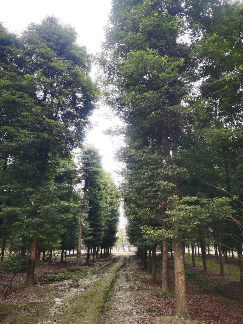 桢楠金丝楠精品桢楠基地直销