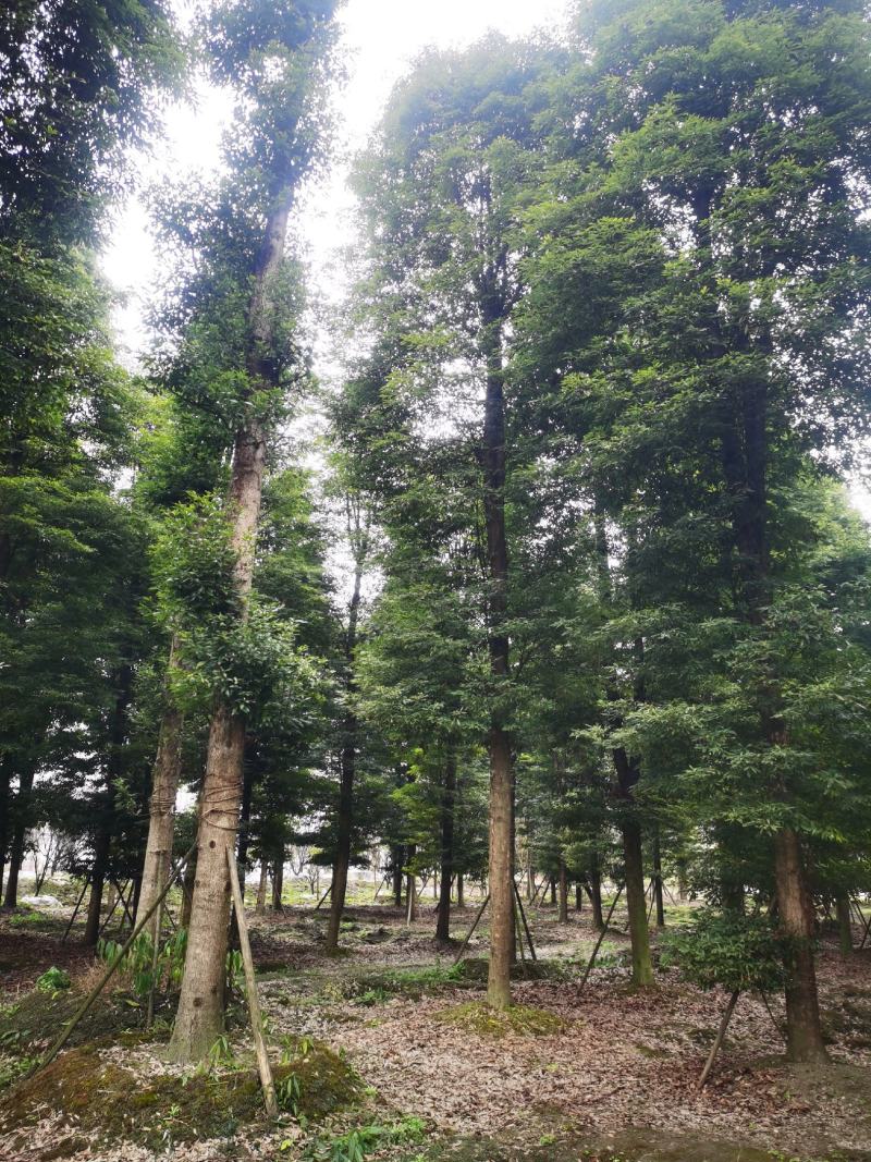 桢楠金丝楠精品桢楠基地直销