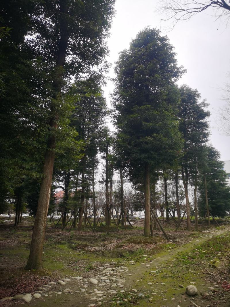 桢楠金丝楠精品桢楠基地直销