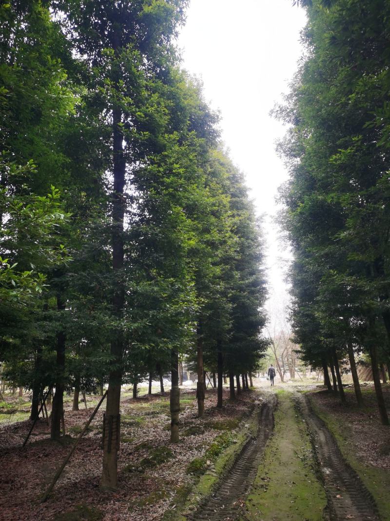 桢楠金丝楠精品桢楠基地直销