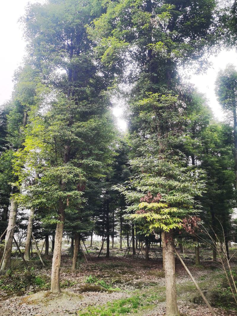 桢楠金丝楠精品桢楠基地直销