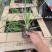 火炬花种植基地火炬花农户直销。青州火炬花价格