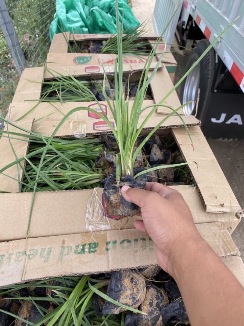 火炬花种植基地火炬花农户直销。青州火炬花价格