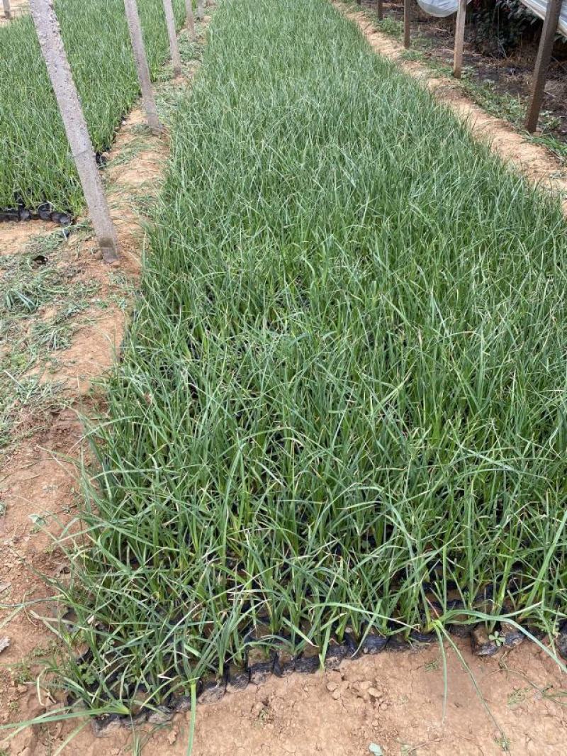 火炬花种植基地火炬花农户直销。青州火炬花价格