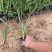 火炬花种植基地火炬花农户直销。青州火炬花价格