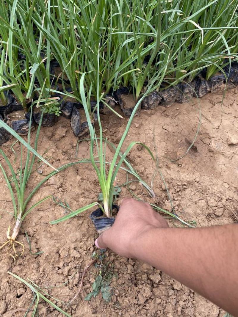 火炬花种植基地火炬花农户直销。青州火炬花价格