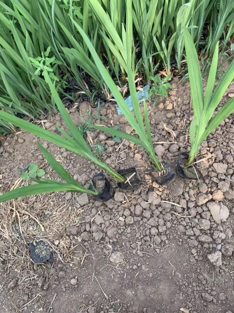 火星花自产自销火星花种植基地