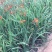 火星花自产自销火星花种植基地