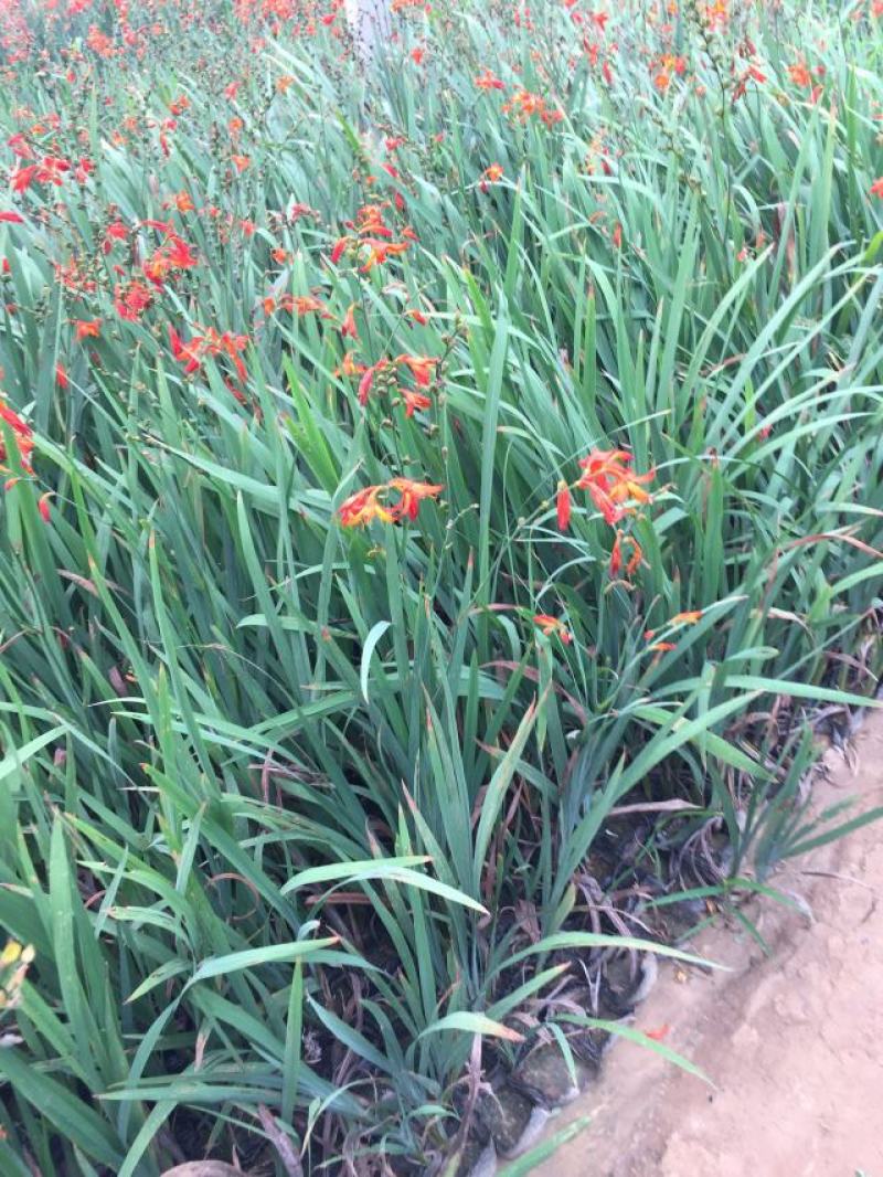 火星花自产自销火星花种植基地