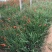 火星花自产自销火星花种植基地