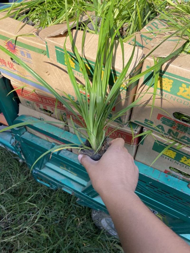 崂峪苔草自产自销崂峪苔草种植基地。800万处理