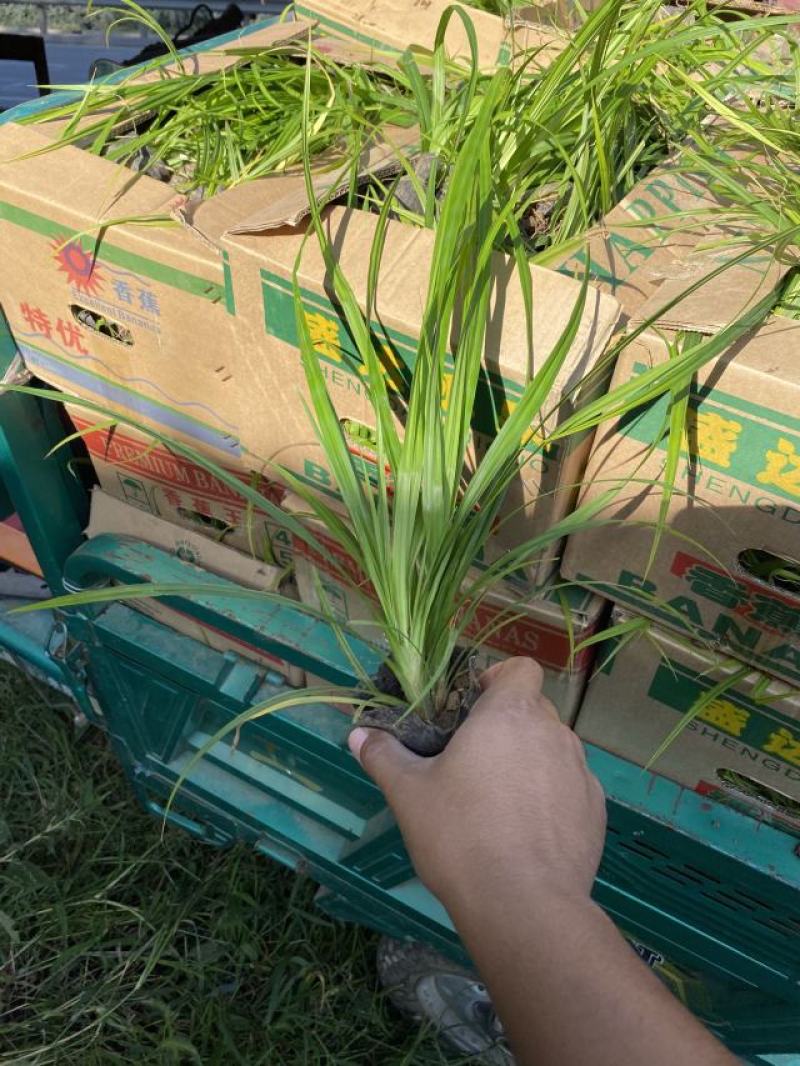 崂峪苔草自产自销崂峪苔草种植基地。800万处理