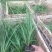 青绿苔草自产自销青绿苔草600万低价处理