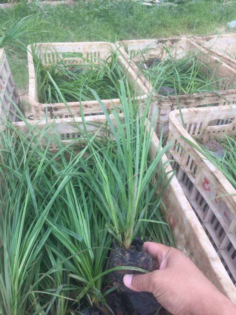 青绿苔草自产自销青绿苔草600万低价处理