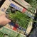 青绿苔草自产自销青绿苔草600万低价处理