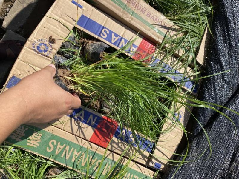 青绿苔草自产自销青绿苔草600万低价处理