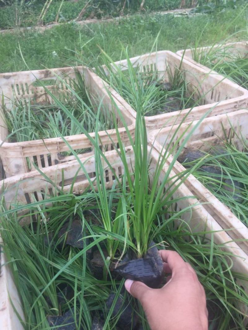 青绿苔草自产自销青绿苔草600万低价处理