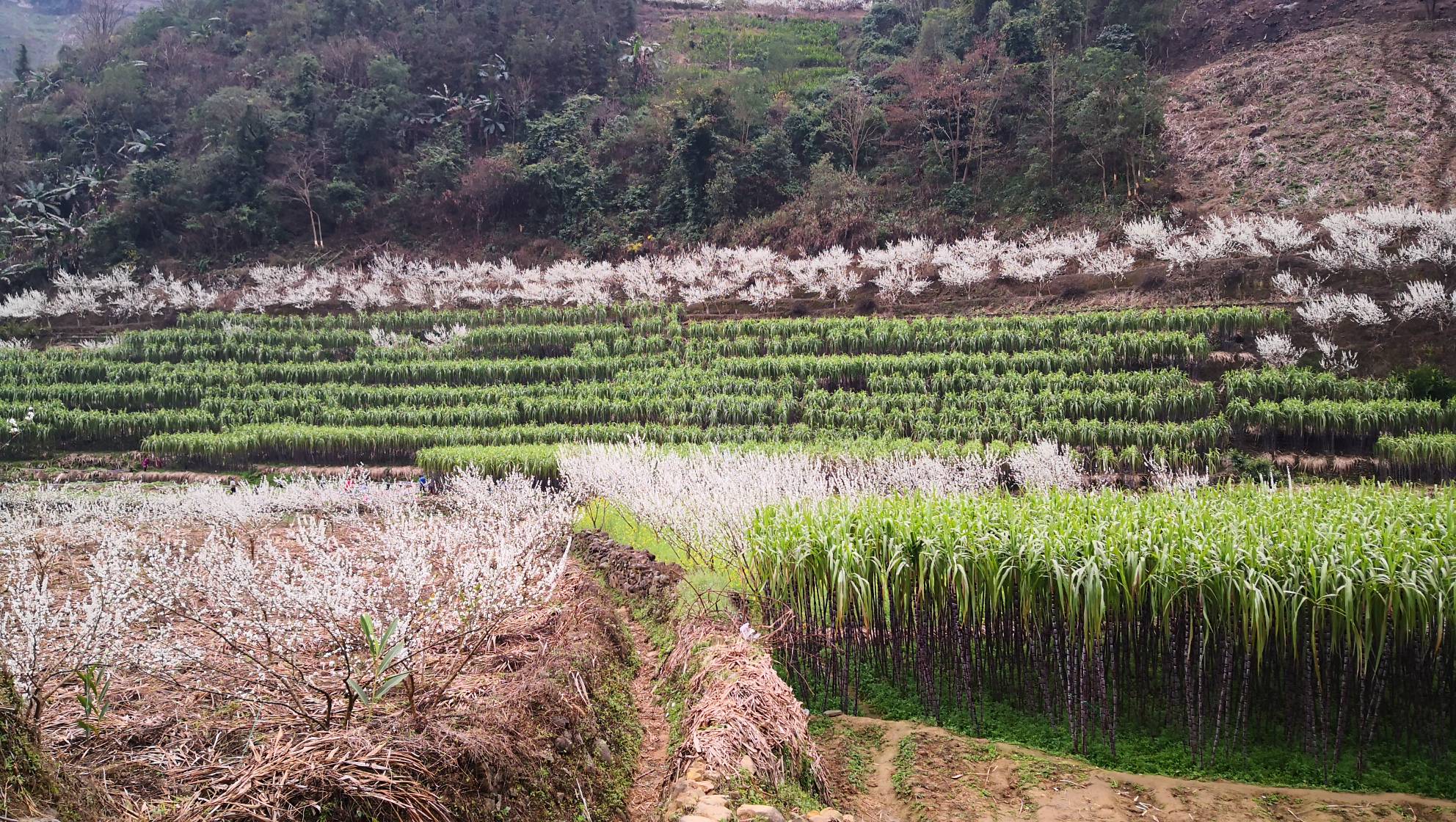 秘鲁安第斯山脉高原种植区