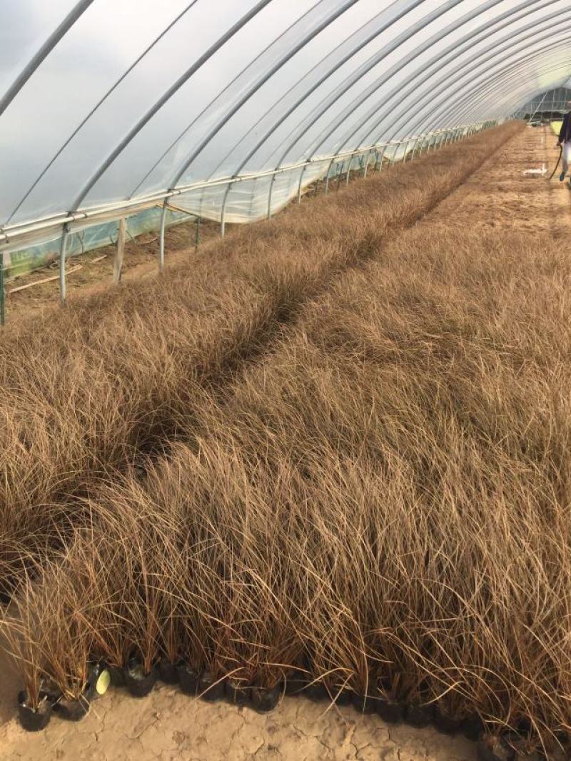 橘红苔草自产自销橘红苔草农户直销。300万处理。