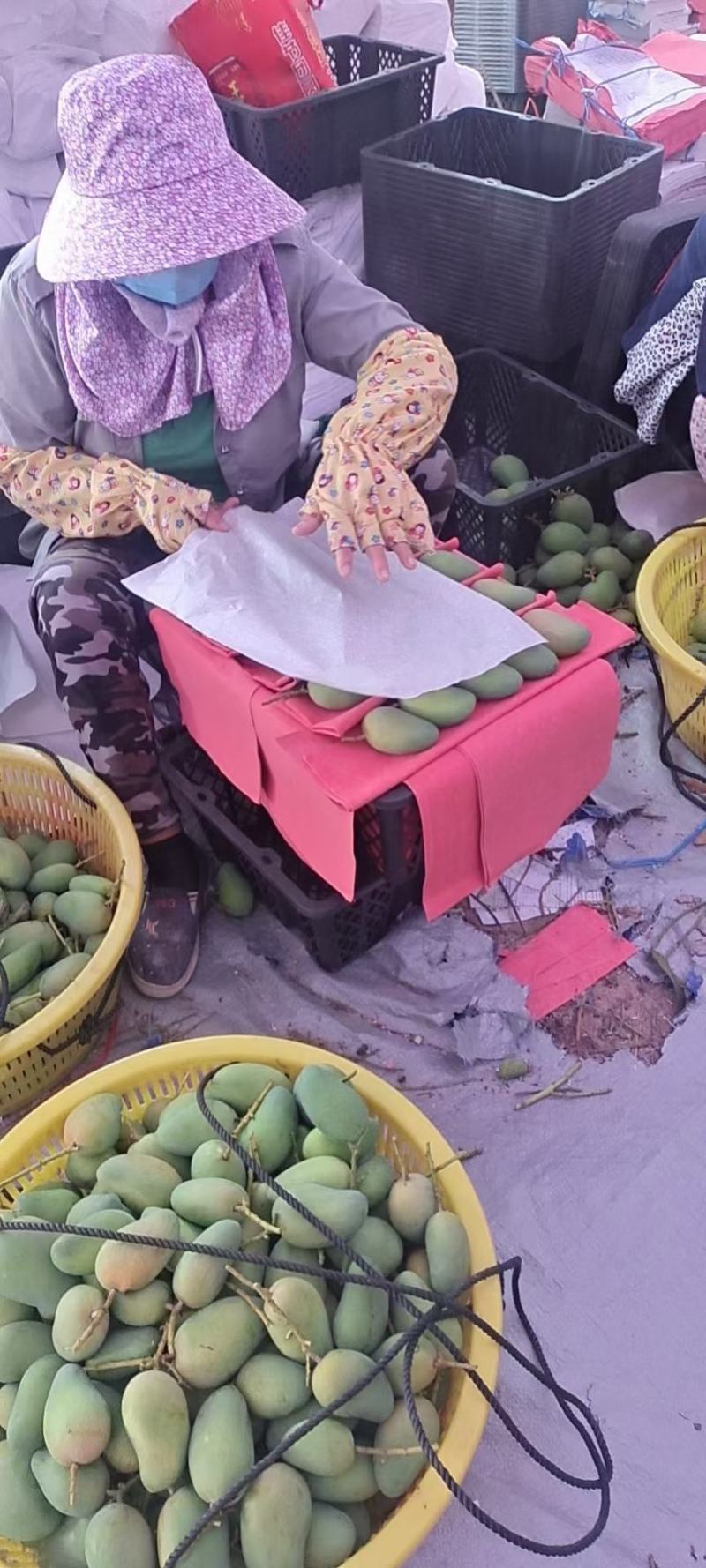 海南芒果
