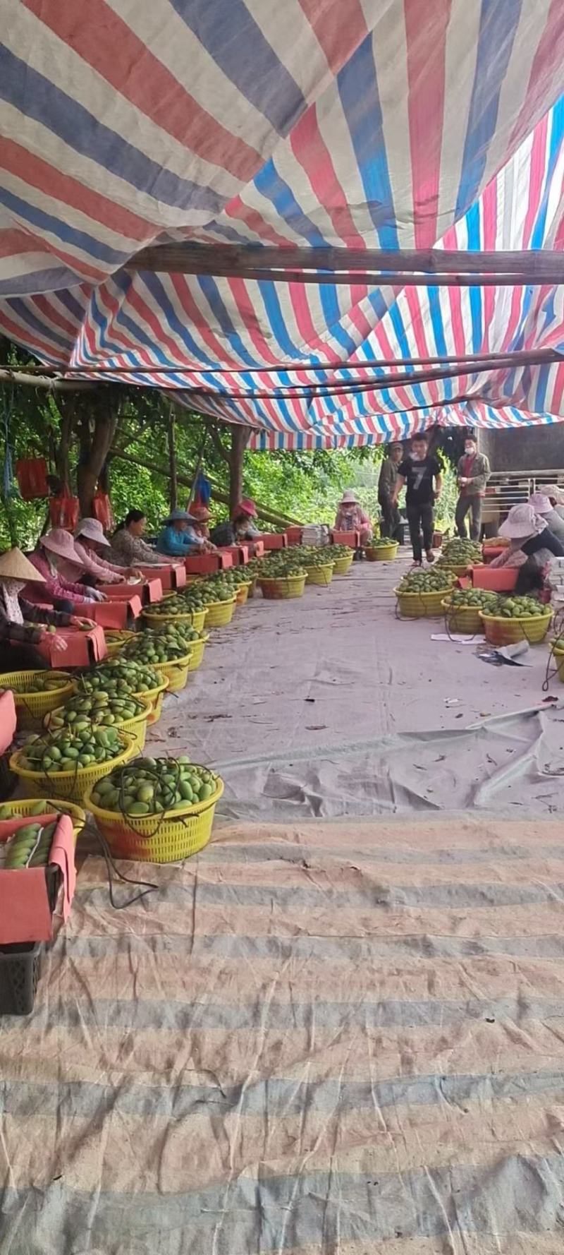 海南芒果