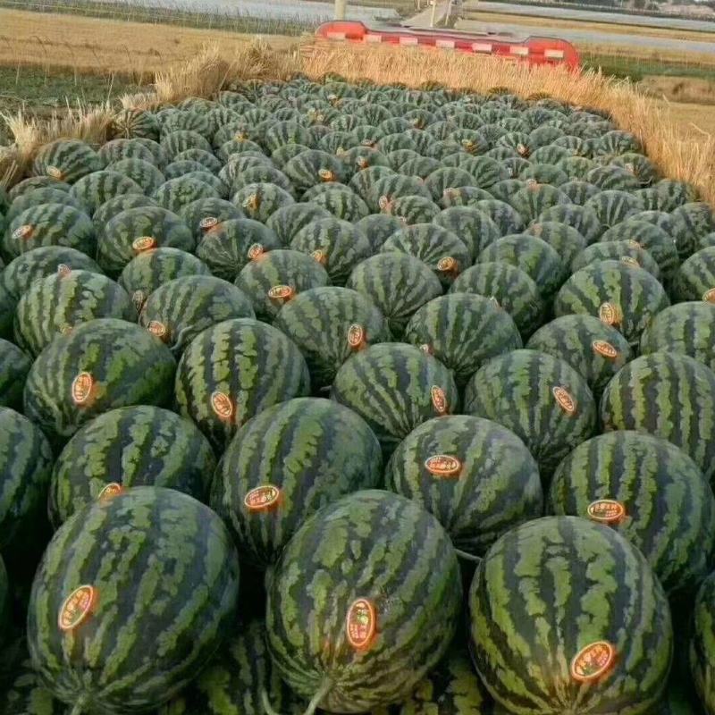 陕西甜王西瓜，大量上市，产地直供，陕西西瓜