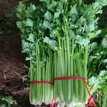 西芹西芹西芹西芹西芹西芹西芹西芹西芹西芹西芹西芹西芹西芹