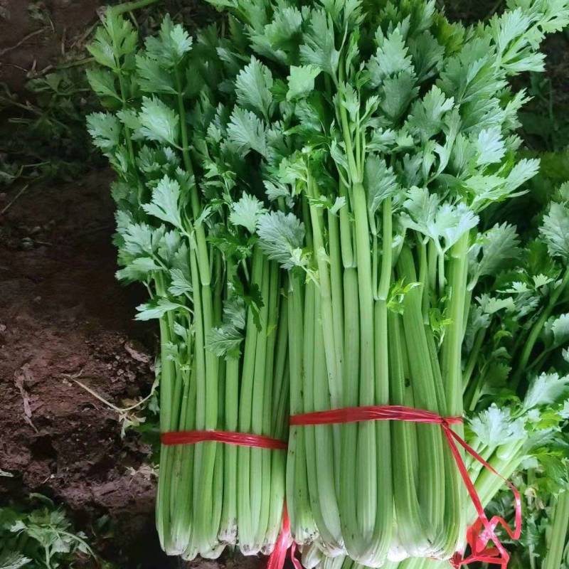 西芹西芹西芹西芹西芹西芹西芹西芹西芹西芹西芹西芹西芹西芹