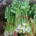 西芹西芹西芹西芹西芹西芹西芹西芹西芹西芹西芹西芹西芹西芹