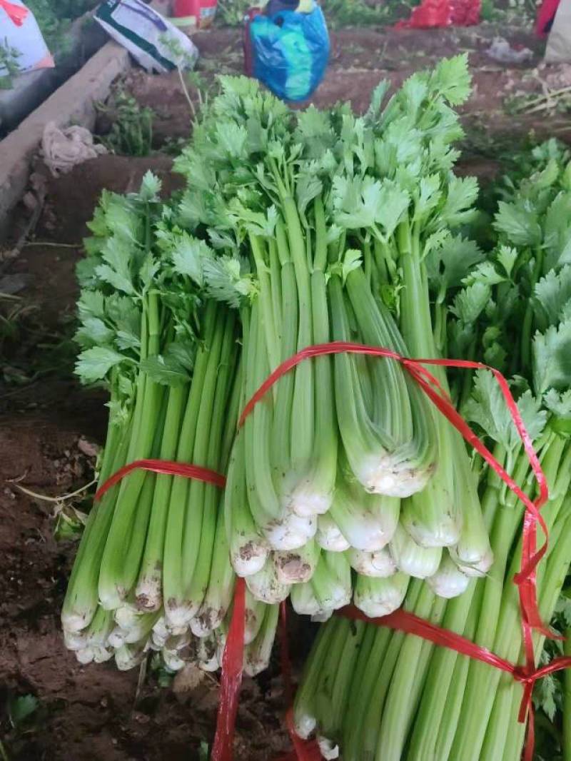西芹西芹西芹西芹西芹西芹西芹西芹西芹西芹西芹西芹西芹西芹
