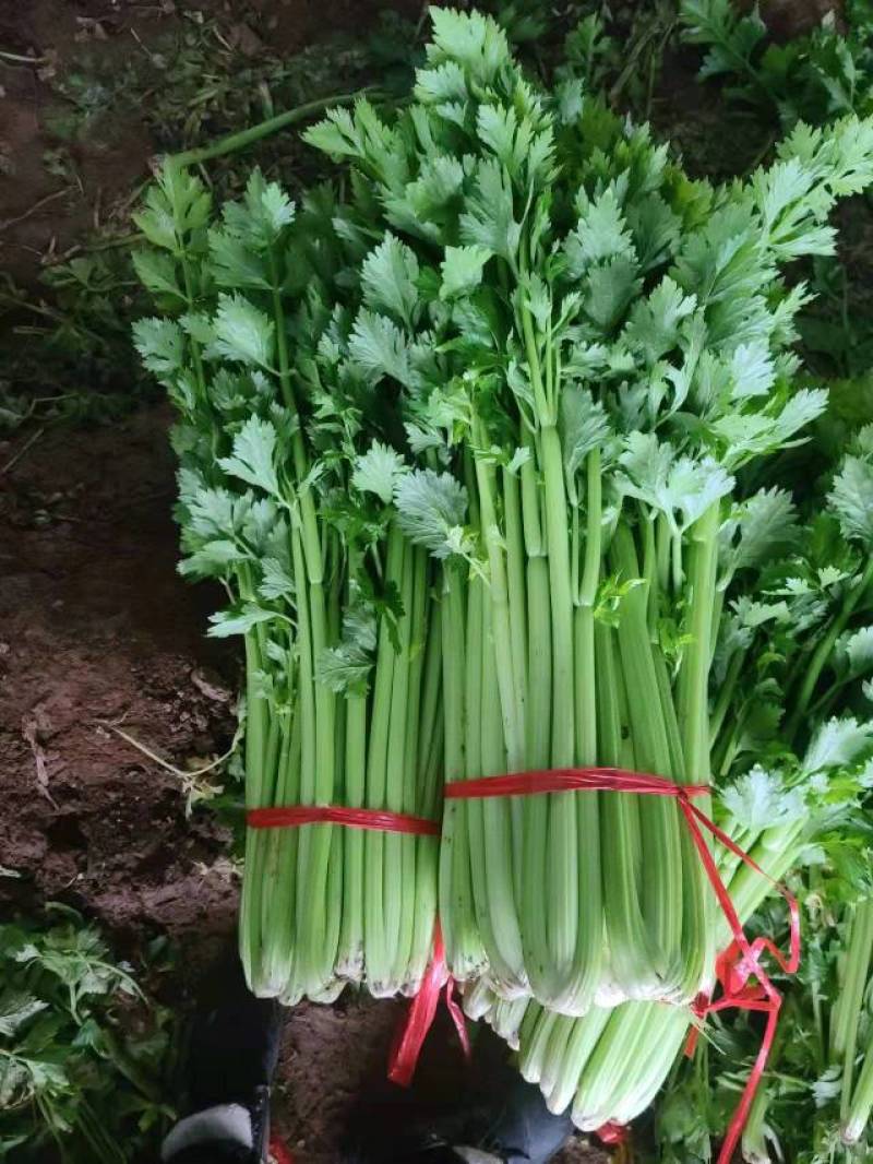 西芹西芹西芹西芹西芹西芹西芹西芹西芹西芹西芹西芹西芹西芹