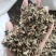 【文斌药业】仙鹤草新货颜色好过筛货量大从优