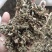 【文斌药业】仙鹤草新货颜色好过筛货量大从优
